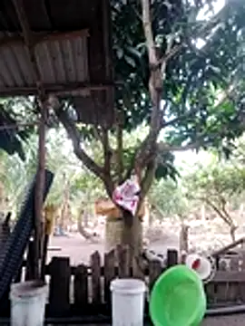 Snapshot of BigBoobs186 chatting on October 18, 2025, 3:09 am BigBoobs186 online show from October 18, 2025, 3:09 am