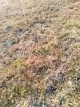 coocon2020 online show from November 16, 2025, 2:39 am