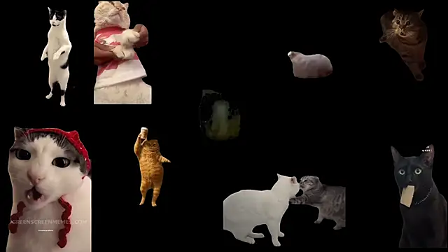 ch0wn m online show from November 19, 2025, 12:38 pm