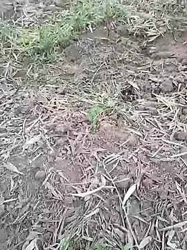 sonotutto online show from October 7, 2025, 5:54 pm