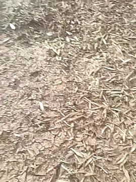 sonotutto online show from October 16, 2025, 8:04 am