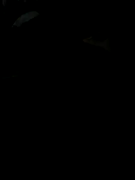 Reeelo online show from November 28, 2025, 4:09 pm