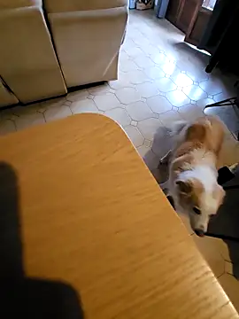 Stingles online show from October 3, 2025, 6:43 am