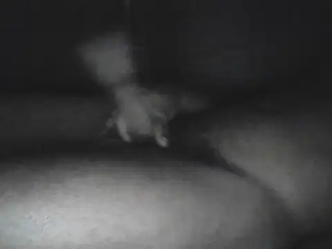 Bigcockjamaican876 online show from October 15, 2025, 4:56 am