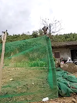 Tin tanny online show from February 12, 2026, 7:25 am