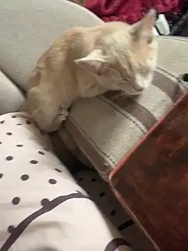 Snapshot of ksenia123 chatting on September 24, 2025, 6:28 am ksenia123 online show from September 24, 2025, 6:28 am