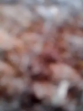 Rs sonam online show from February 6, 2026, 2:49 am