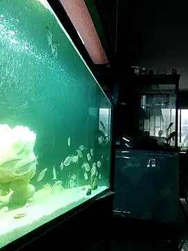 Snapshot of kata_77 chatting on October 4, 2025, 3:48 am kata 77 online show from October 4, 2025, 3:48 am