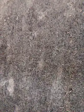 Snapshot of nagepalli chatting on November 29, 2025, 3:31 am nagepalli online show from November 29, 2025, 3:31 am