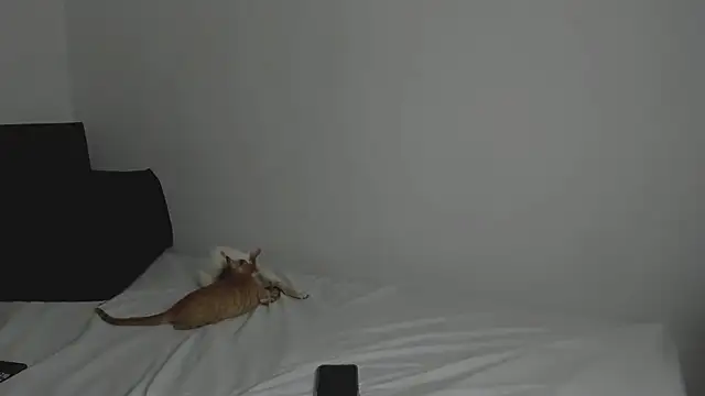 tifanymonroe online show from October 30, 2025, 11:00 am