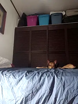 elargon dawn online show from November 20, 2025, 3:50 am