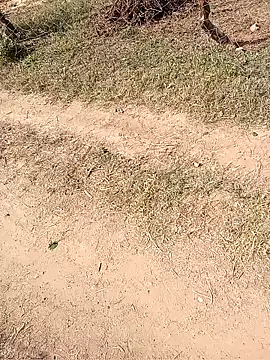 Snapshot of Neetujk chatting on November 17, 2025, 5:02 am Neetujk online show from November 17, 2025, 5:02 am