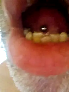 Snapshot of CDY74 chatting on November 28, 2025, 2:42 pm CDY74 online show from November 28, 2025, 2:42 pm