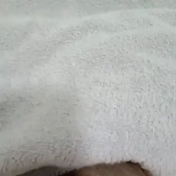 Novinhocomedordeppk online show from January 12, 2026, 3:50 pm