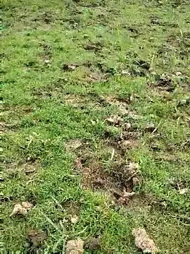 88zaifkhan88 online show from March 15, 2026, 11:38 am