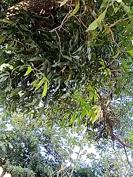 Avejkhan1630 online show from December 14, 2025, 4:29 am