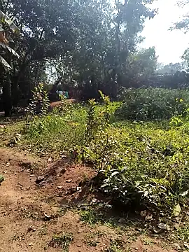 janbi sexe online show from January 14, 2026, 5:46 am