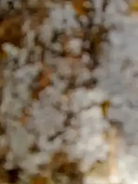 GanaderoMorboso online show from February 15, 2026, 11:08 am