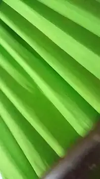 saray reesee online show from February 28, 2026, 4:24 am