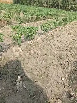 Shivanisingh4 online show from March 29, 2026, 3:17 am