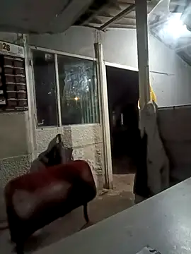 Snapshot of ISABELLA-24_ chatting on March 11, 2026, 3:34 am ISABELLA-24 online show from March 11, 2026, 3:34 am