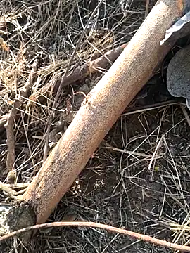 Snapshot of Vinita_cuty chatting on February 9, 2026, 4:16 am Vinita cuty online show from February 9, 2026, 4:16 am