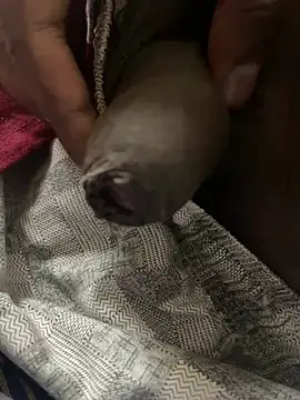 Snapshot of Magic_Spell_Tamil chatting on February 20, 2026, 3:34 pm Magic Spell Tamil online show from February 20, 2026, 3:34 pm