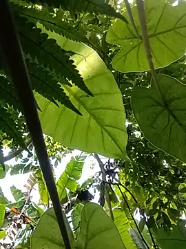 Snapshot of boy-pho- chatting on July 20, 2026, 4:16 am boy-pho- online show from July 20, 2026, 4:16 am