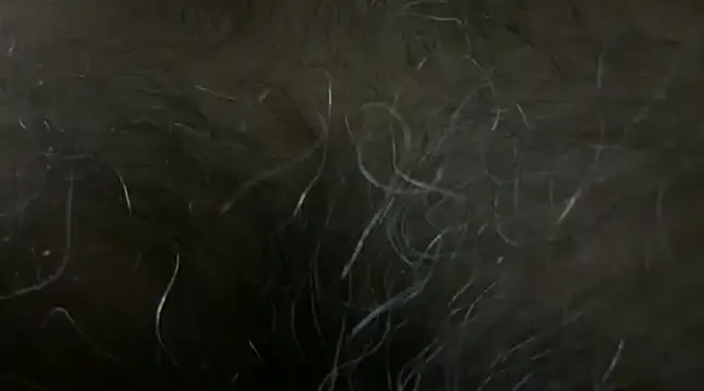 Snapshot of SatBull007 chatting on January 18, 2025, 6:10 pm SatBull007 online show from January 18, 2025, 6:10 pm