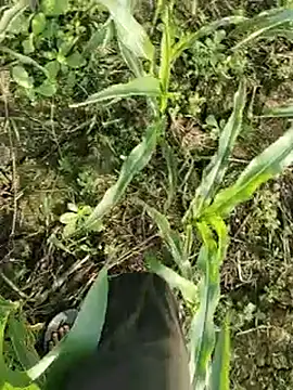 ThethunderPo online show from March 17, 2026, 2:27 am