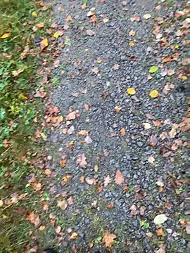 hamstergrabben online show from October 24, 2025, 11:50 am