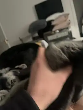 Snapshot of Furdale chatting on February 16, 2025, 2:32 pm Furdale online show from February 16, 2025, 2:32 pm