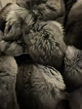 Furdale online show from February 18, 2026, 4:58 pm