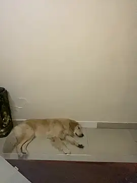 sombre sabhya online show from March 12, 2026, 5:30 pm