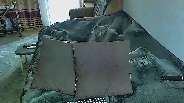 sex2 online show from October 16, 2025, 2:23 am