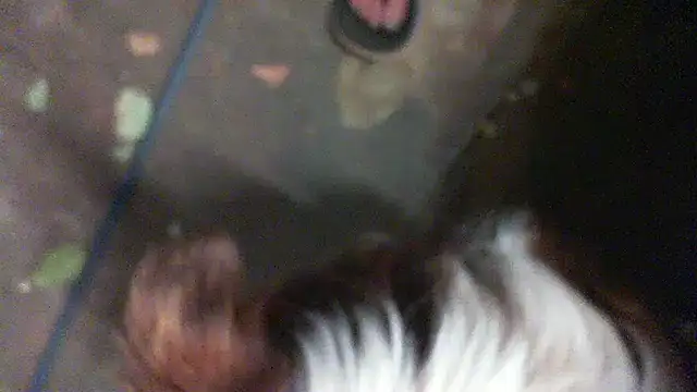 Snapshot of herbie010666 chatting on January 11, 2025, 1:43 pm herbie010666 online show from January 11, 2025, 1:43 pm