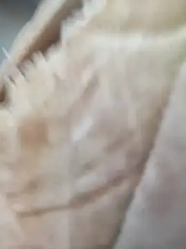 Snapshot of Comedordecu0289 chatting on September 20, 2025, 2:29 pm Comedordecu0289 online show from September 20, 2025, 2:29 pm