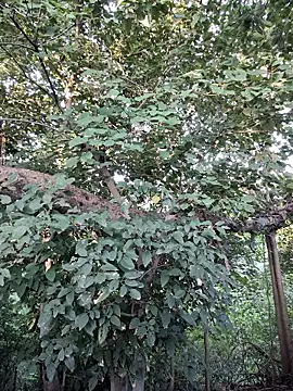 Snapshot of Rinku5553 chatting on September 28, 2025, 2:06 am Rinku5553 online show from September 28, 2025, 2:06 am