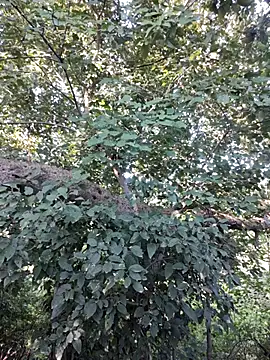 Snapshot of Rinku5553 chatting on October 12, 2025, 3:05 am Rinku5553 online show from October 12, 2025, 3:05 am