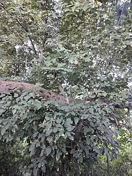 Snapshot of Rinku5553 chatting on October 30, 2025, 2:13 am Rinku5553 online show from October 30, 2025, 2:13 am