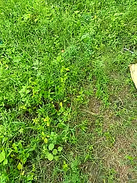 kummuduabbai online show from September 12, 2025, 8:25 am