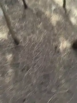 Snapshot of Gopal1243 chatting on November 20, 2025, 6:13 am Gopal1243 online show from November 20, 2025, 6:13 am