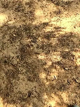 Snapshot of Gopal1243 chatting on November 26, 2025, 6:14 am Gopal1243 online show from November 26, 2025, 6:14 am