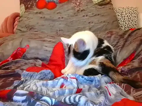 RealLittleRedRidingHood online show from November 17, 2025, 5:52 pm