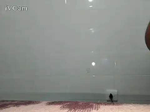 Snapshot of Stormward chatting on February 24, 2025, 6:15 pm Stormward online show from February 24, 2025, 6:15 pm