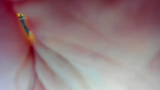 Snapshot of Katrina_Minchels chatting on January 18, 2025, 11:11 am Katrina Minchels online show from January 18, 2025, 11:11 am